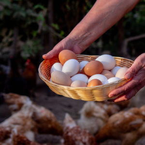 Farm-Fresh Eggs