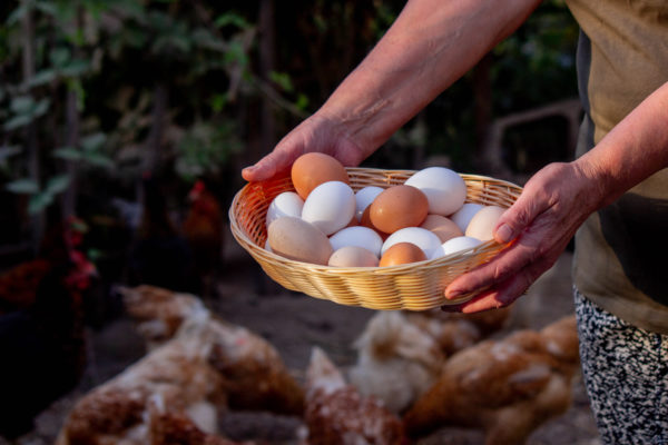 Farm-Fresh Eggs